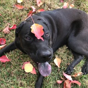 Meet your Posher, Justin